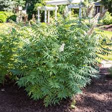 Attēlu rezultāti vaicājumam “Sorbaria sorbifolia”