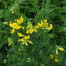 Attēlu rezultāti vaicājumam “Lathyrus pratensis flower”