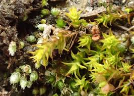 Attēlu rezultāti vaicājumam “Didymodon rigidulus sporophyte”