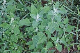 Image result for Chenopodium album