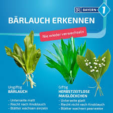 Image result for Bärlauch