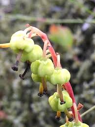 Attēlu rezultāti vaicājumam “Pyrola chlorantha”