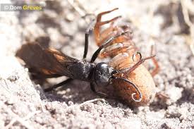 Attēlu rezultāti vaicājumam “Anoplius viaticus”