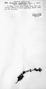 Attēlu rezultāti vaicājumam “Cetraria sepincola”