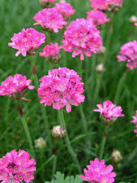 Attēlu rezultāti vaicājumam “Armeria vulgaris flower”