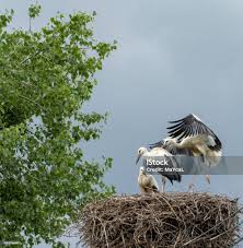 Attēlu rezultāti vaicājumam “Grus grus nest”