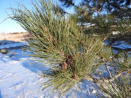 Attēlu rezultāti vaicājumam “Pinus ponderosa”