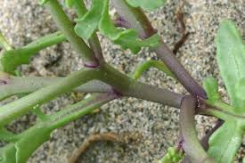 Attēlu rezultāti vaicājumam “Cakile maritima subsp. baltica leaf”