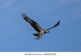 Image result for Pandion haliaetus