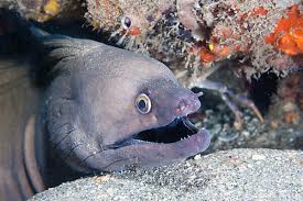 Image result for Gymnothorax vicinus