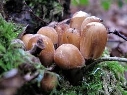 Attēlu rezultāti vaicājumam “Coprinus micaceus”