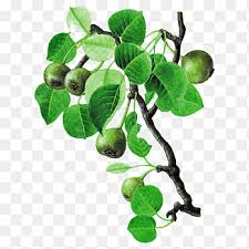 Attēlu rezultāti vaicājumam “Pyrus pyraster”