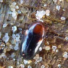 Attēlu rezultāti vaicājumam “Dacne bipustulata”