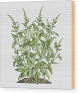 Attēlu rezultāti vaicājumam “Chenopodium bonus-henricus leaf”