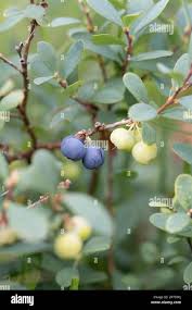 Attēlu rezultāti vaicājumam “Vaccinium uliginosum fruit”