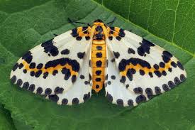 Attēlu rezultāti vaicājumam “Abraxas grossulariata larva”