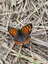 Attēlu rezultāti vaicājumam “Lycaena hippothoe underside”
