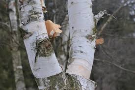 Attēlu rezultāti vaicājumam “Betula papyrifera”