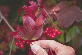 Attēlu rezultāti vaicājumam “Viburnum opulus bud”