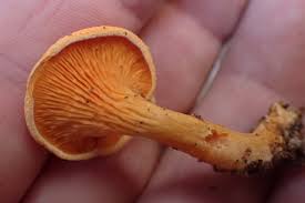 Attēlu rezultāti vaicājumam “Hygrophoropsis aurantiaca”