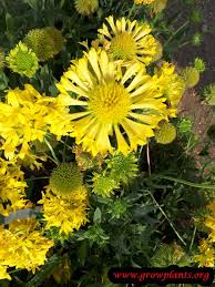 Image result for Gaillardia amblyodon