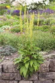 Attēlu rezultāti vaicājumam “Verbascum nigrum”