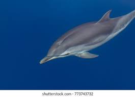 Image result for Stenella coeruleoalba