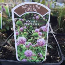 Image result for Succisa pratensis