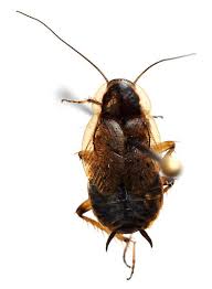 Attēlu rezultāti vaicājumam “Ectobius sylvestris”