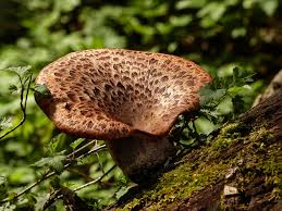 Attēlu rezultāti vaicājumam “Polyporus squamosus”