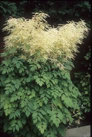 Image result for Aruncus dioicus