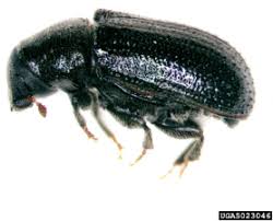 Attēlu rezultāti vaicājumam “Tomicus minor”