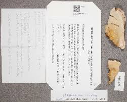 Attēlu rezultāti vaicājumam “Gloeoporus pannocinctus”