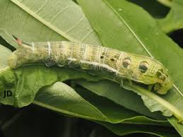 Attēlu rezultāti vaicājumam “Deilephila elpenor larva”