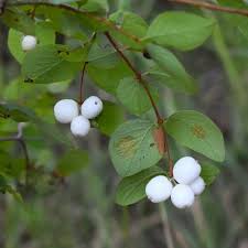 Attēlu rezultāti vaicājumam “Symphoricarpos albus fruit”