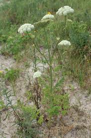 Attēlu rezultāti vaicājumam “Libanotis montana flower”
