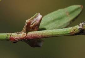Attēlu rezultāti vaicājumam “Polygonum aviculare”