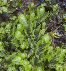 Attēlu rezultāti vaicājumam “Nardia geoscyphus”