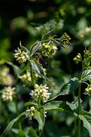 Attēlu rezultāti vaicājumam “Vincetoxicum hirundinaria leaf”