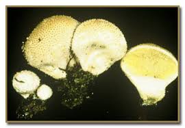 Attēlu rezultāti vaicājumam “Lycoperdon pyriforme young”