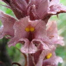 Attēlu rezultāti vaicājumam “Orobanche elatior bud”