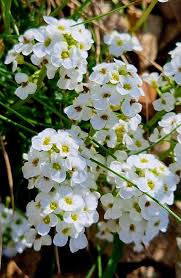 Attēlu rezultāti vaicājumam “Trichia alpina young”