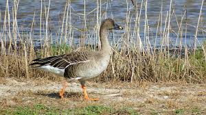 Attēlu rezultāti vaicājumam “Anser serrirostris”