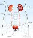 Blood in Urine (Hematuria) Causes, Diagnosis, Testing and ...