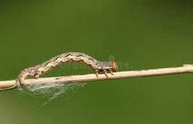 Attēlu rezultāti vaicājumam “Erannis defoliaria larva”