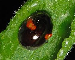 Attēlu rezultāti vaicājumam “Adalia decempunctata”