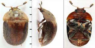 Attēlu rezultāti vaicājumam “Cychramus variegatus”