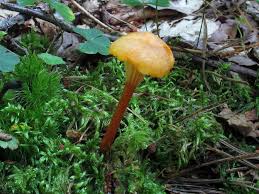 Attēlu rezultāti vaicājumam “Hygrocybe cantharellus”
