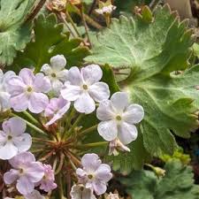 Attēlu rezultāti vaicājumam “Androsace septentrionalis fruit”