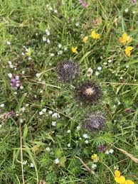 Attēlu rezultāti vaicājumam “Carlina vulgaris flower”